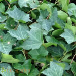 common ivy