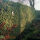 großblättriger Irische Efeu 100 - 125 cm