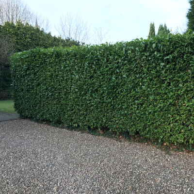 English Laurel or Cherry Laurel Rotundifolia