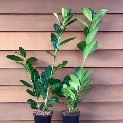 Großblättriger Kirschlorbeer Rotundifolia in verschiedene Größen