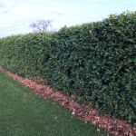 English Laurel or Cherry Laurel Rotundifolia