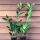 großblättriger Kirschlorbeer Rotundifolia