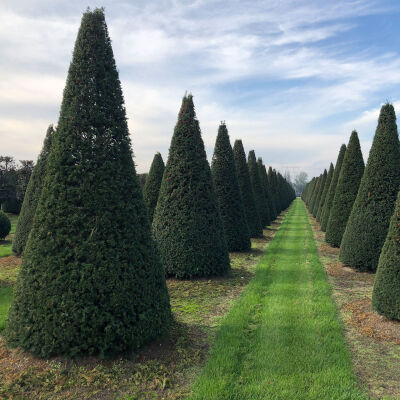 Taxus baccata