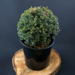 Taxus baccata / Eibe Kugel 40 - 50 cm