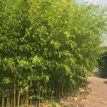 Campbell Bamboo