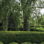 Euonymus japonicus Green Spire