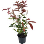 Photinia fraseri Red Robin