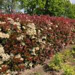 Photinia