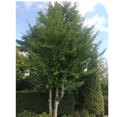 maidenhair tree Mariken, ginkgo