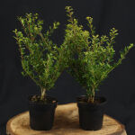 Ilex crenata Stokes