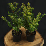 Ilex crenata Stokes