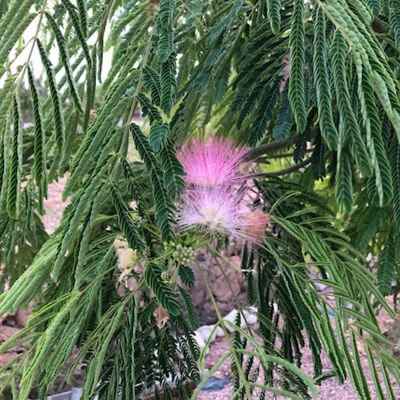 Mimosa Tree rosea
