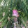 Seidenbaum rosa