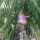 Albizia julibrissin rosea