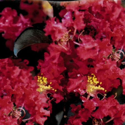 Lagerstroemia indica Crimson Red