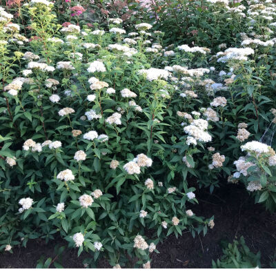 Japanese spirea Albiflora