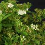 Spiraea japonica Albiflora