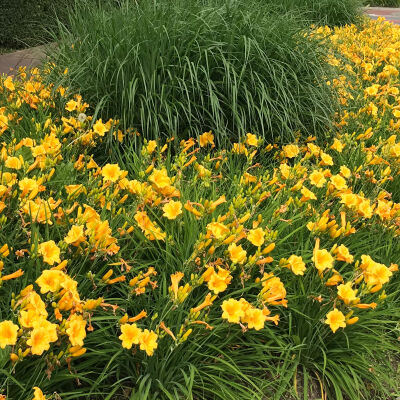 Hemerocallis x cult. Stelle de Oro