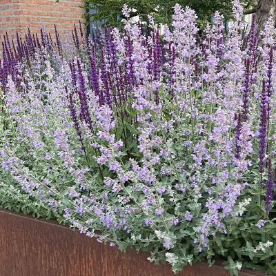 Nepeta faassenii