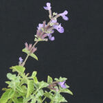 Nepeta faassenii