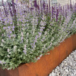 Nepeta faassenii