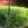 Hakone grass