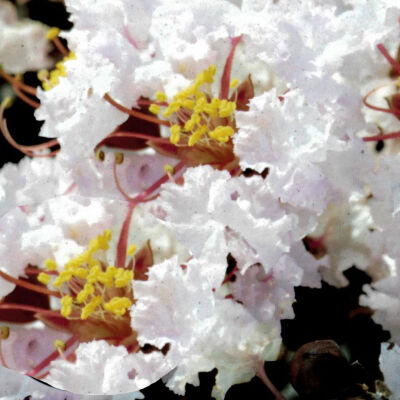 Lagerstroemia indica blush