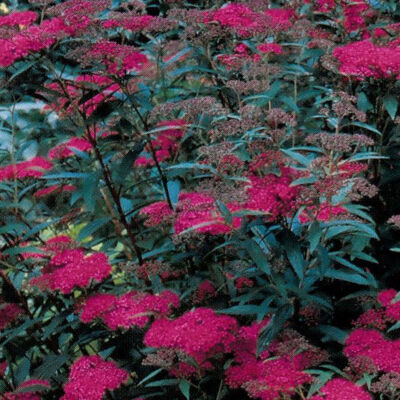 Rote Zwergspiere "Anthony Waterer"