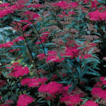 Spiraea japonica Anthony Waterer