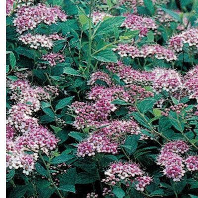 Spiraea japonica Little Princess