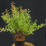 rosa Zwergspiere "Little Princess"