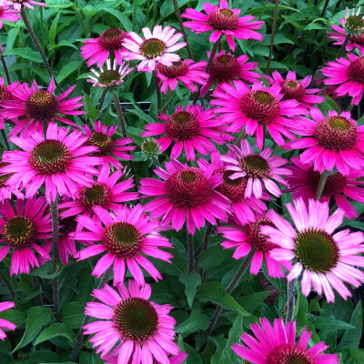 Echinacea p. Magnus