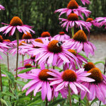 Echinacea p. Magnus