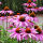 coneflower