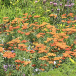 Achillea m. Paprika