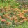 Achillea m. Paprika