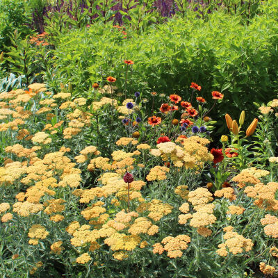 Achillea Moonshine