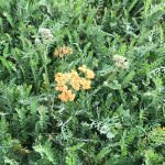 Achillea Moonshine