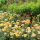 Achillea Moonshine