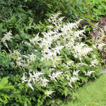 Astilbe japonica Deutschland