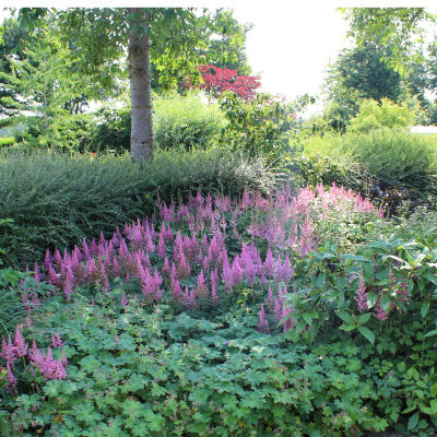 Astilbe japonica Rheinland