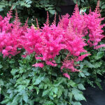 astilbe Rheinland or False Spiraea