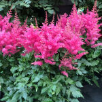 astilbe Rheinland or False Spiraea