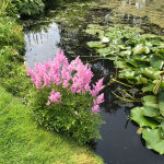 Astilbe japonica Rheinland