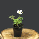 Anemone sylvestris