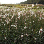 Prachtkerze Whirling Butterflies