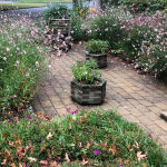 Gaura lindheimerii Whirling Butterflies