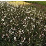 Prachtkerze Whirling Butterflies