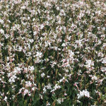 Gaura lindheimerii Whirling Butterflies