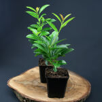 Cherry Laurel Etna